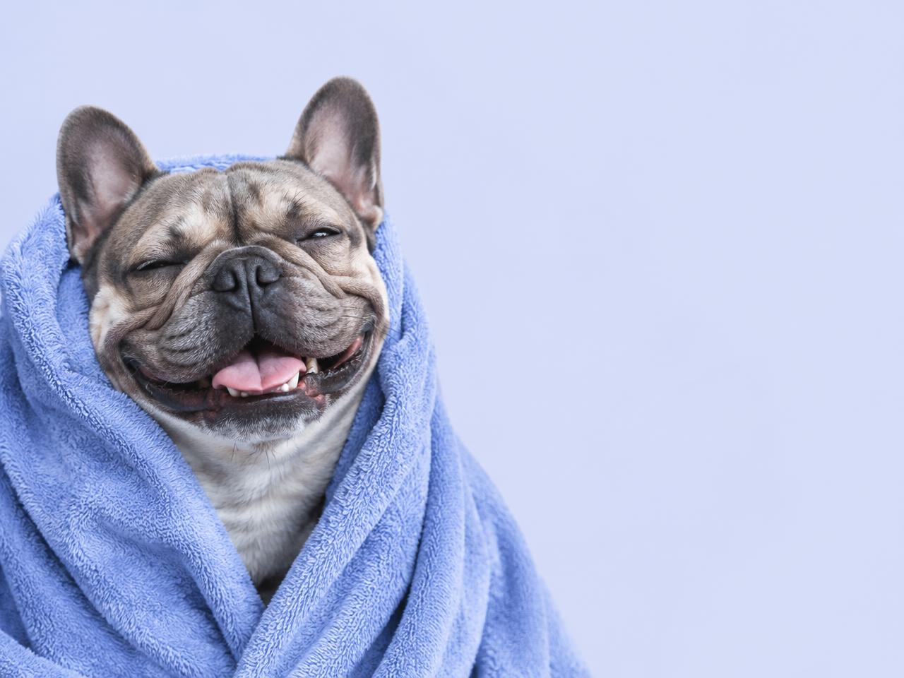 A grinning French bulldog wrapped in a blue towel